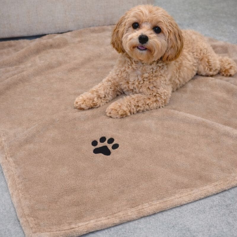 Personalised Dog Blanket - Teddy Fleece Pet Blanket Pet Accessories Print My Tops Beige 