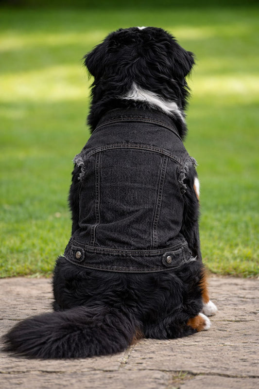 Personalised Dog Denim Jacket – Custom Printed Pet Jacket Pet Accessories Print My Tops Black XS 