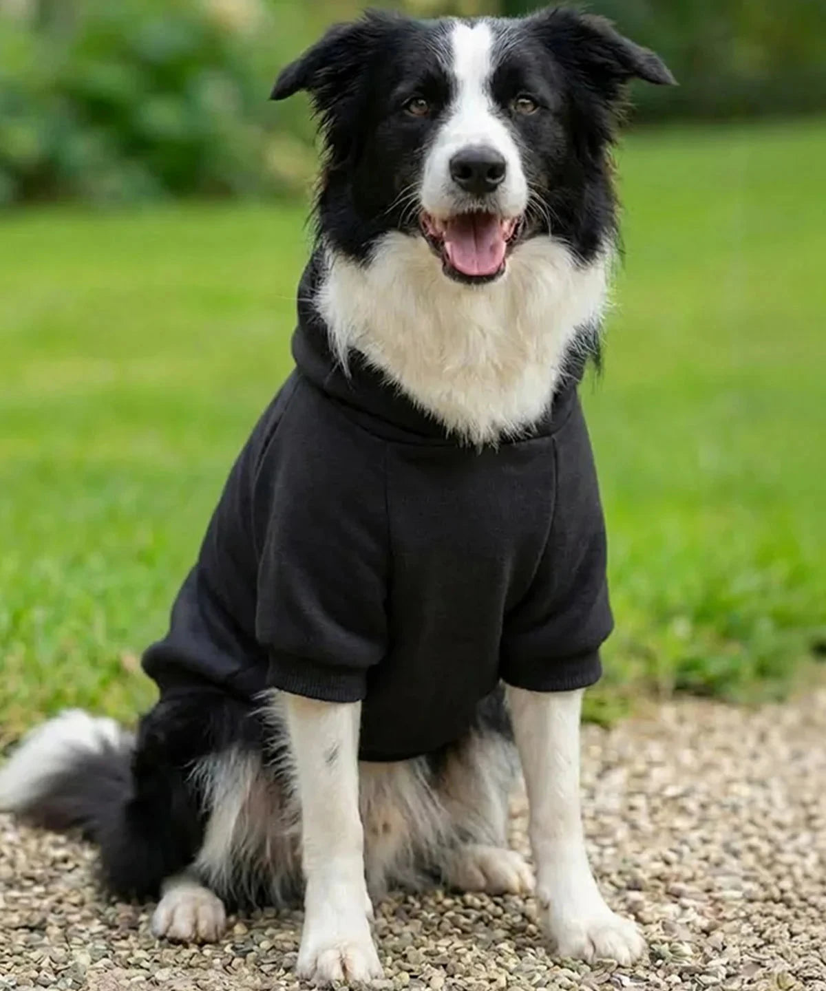 Personalised Dog Hoodie Jumper – Custom Printed Pet Top Pet Accessories Print My Tops 
