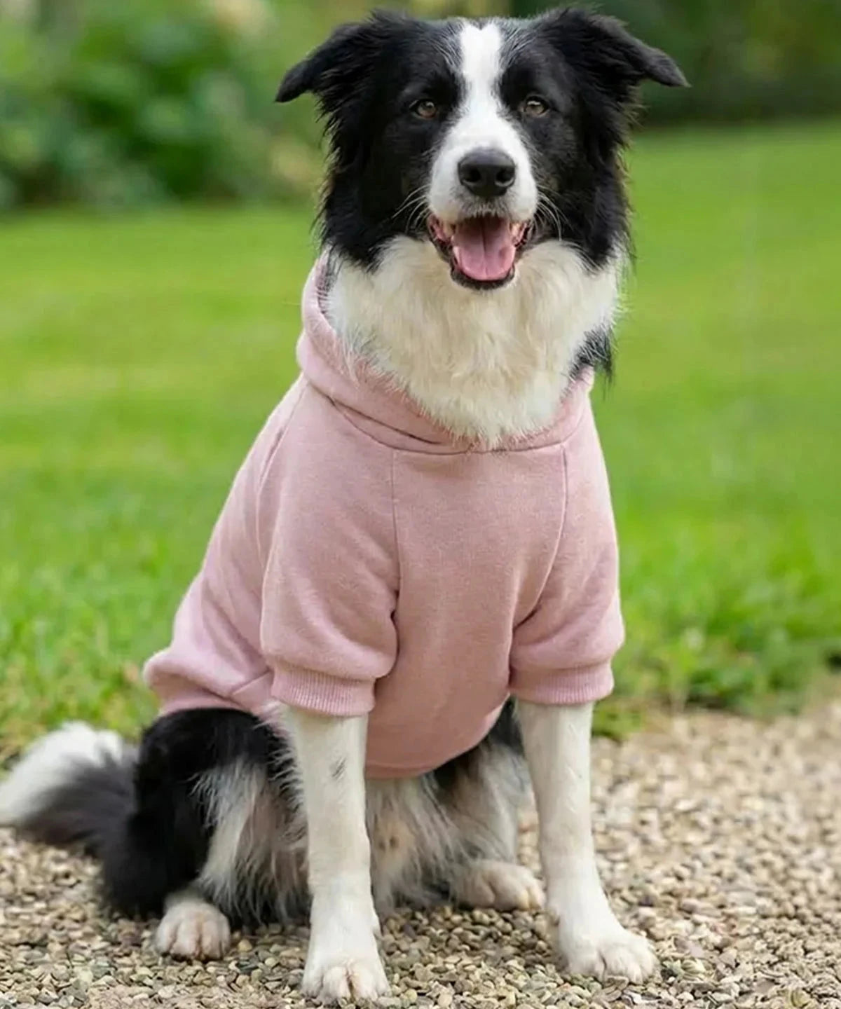 Personalised Dog Hoodie Jumper – Custom Printed Pet Top Pet Accessories Print My Tops 