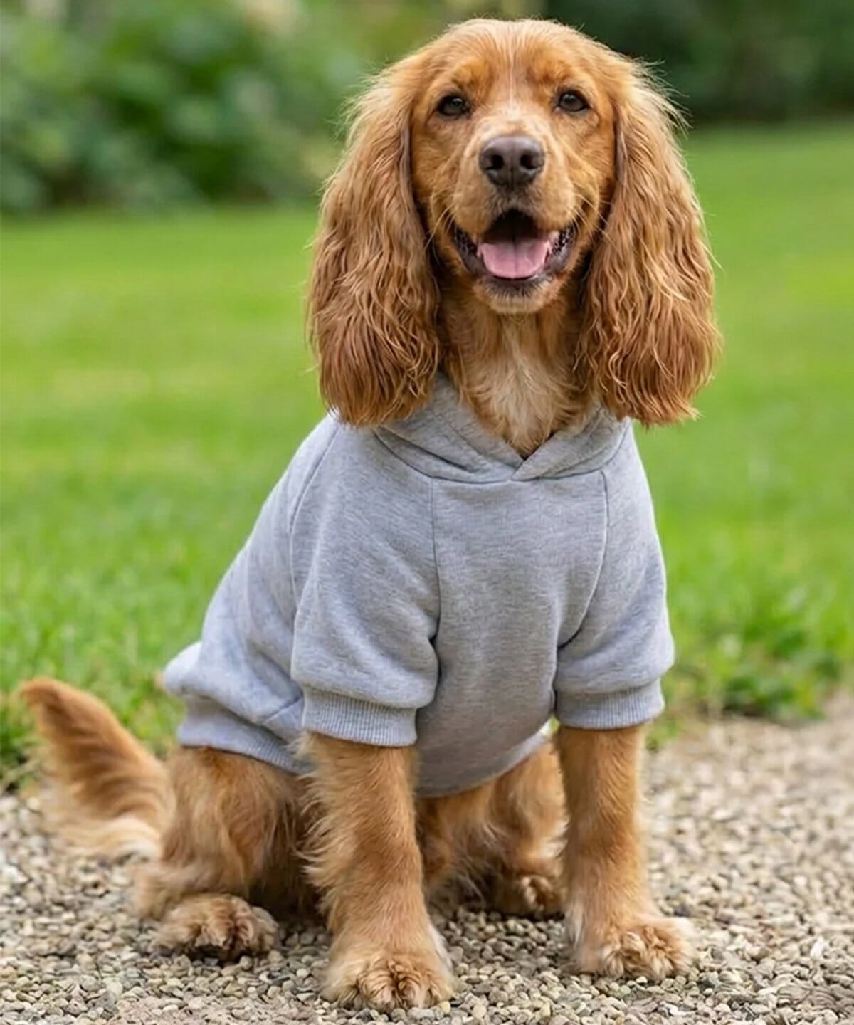 Personalised Dog Hoodie Jumper – Custom Printed Pet Top Pet Accessories Print My Tops 